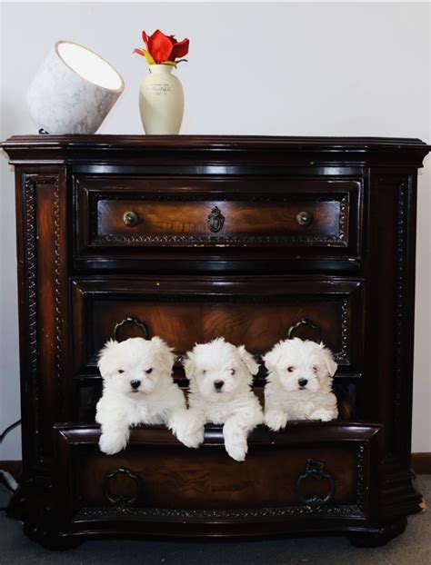 STARPLATNUM Maltese Dogs 